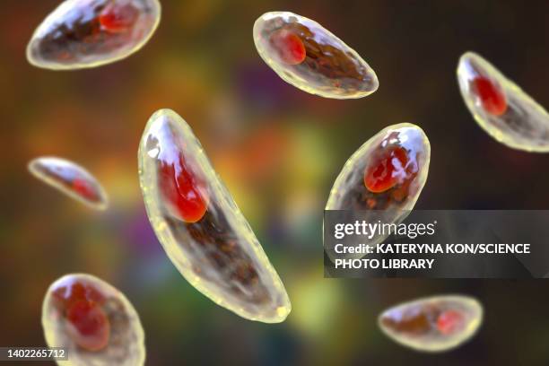 toxoplasma gondii parasites, illustration - parasit stock-grafiken, -clipart, -cartoons und -symbole