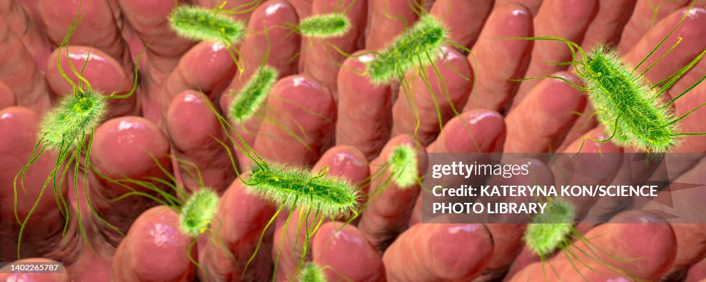 Intestinal villi and bacteria, illustration
