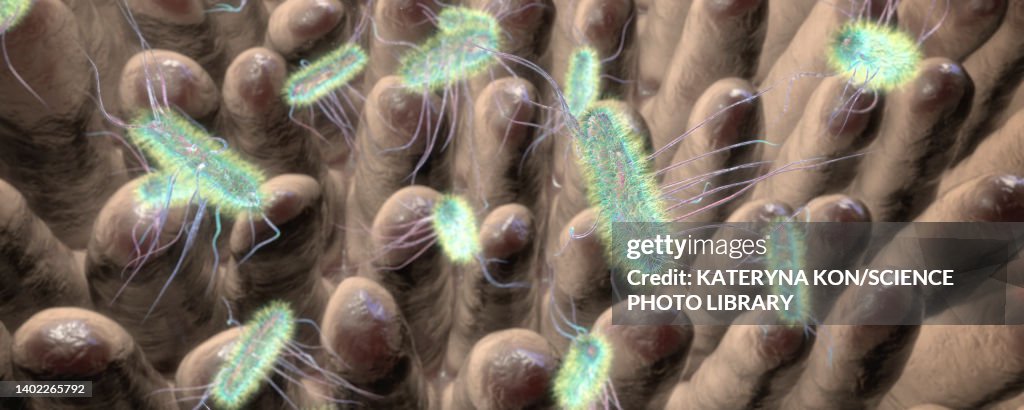 Intestinal villi and bacteria, illustration