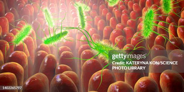 intestinal villi and bacteria, illustration - goblet cell stock illustrations
