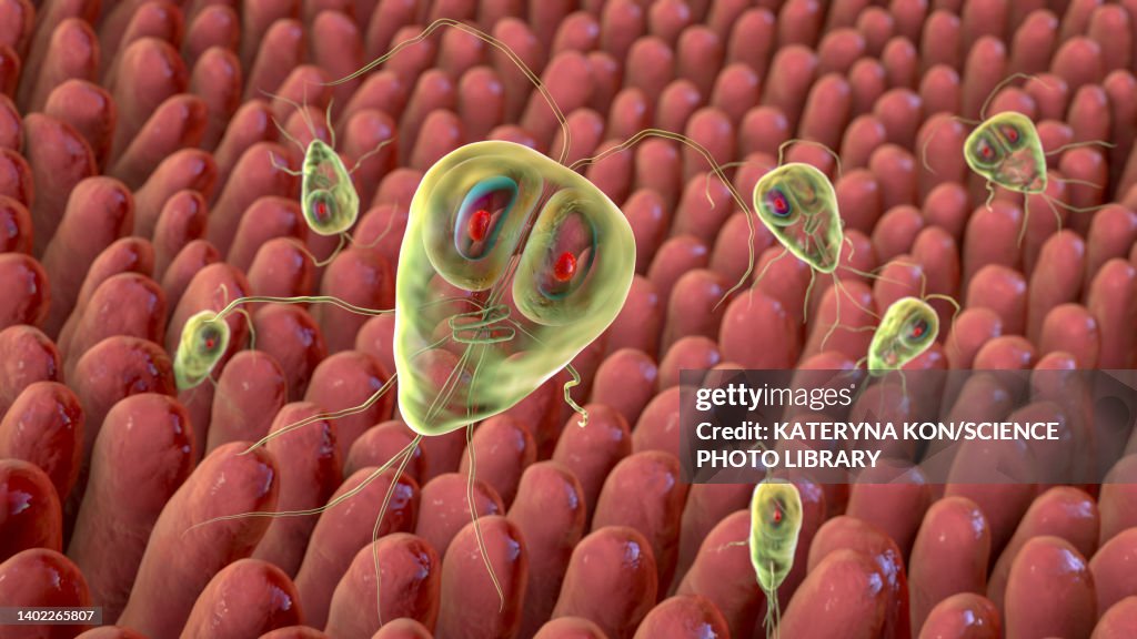 Giardia lamblia parasites in human intestine, illustration