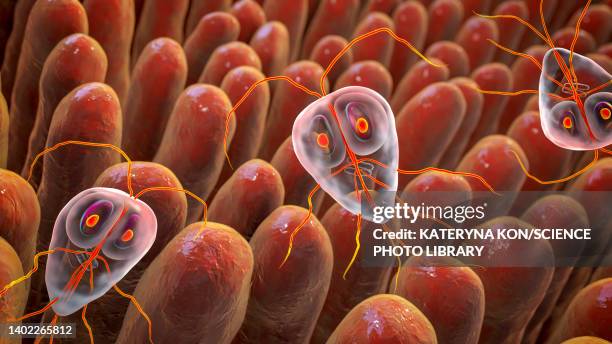 giardia lamblia parasites in human intestine, illustration - parasitic stock illustrations