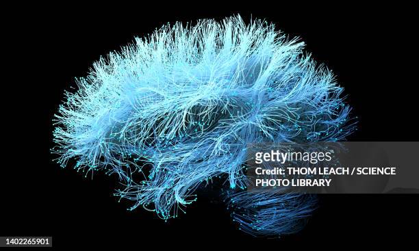 ilustraciones, imágenes clip art, dibujos animados e iconos de stock de human brain nerve tracts, illustration - scientific imaging technique