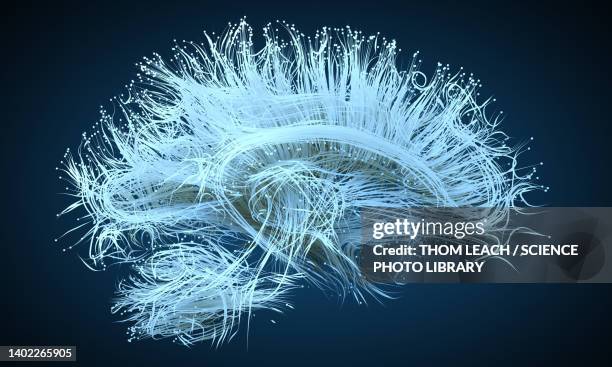 stockillustraties, clipart, cartoons en iconen met human brain nerve tracts, illustration - menselijk zenuwstelsel