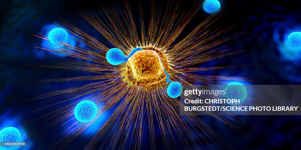 Lymphocytes attacking cancer cell, illustration