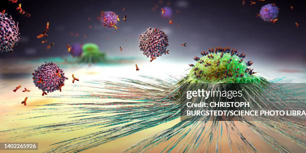 illustrazioni stock, clip art, cartoni animati e icone di tendenza di lymphocytes attacking cancer cell, illustration - tumore metastatico