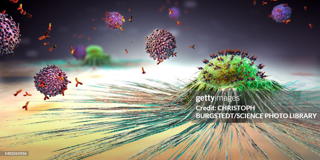 Lymphocytes attacking cancer cell, illustration