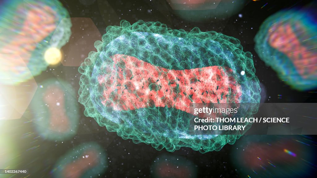 Monkeypox virus, illustration