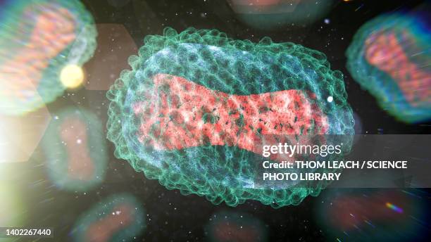 monkeypox virus, illustration - tissue anatomy stock illustrations