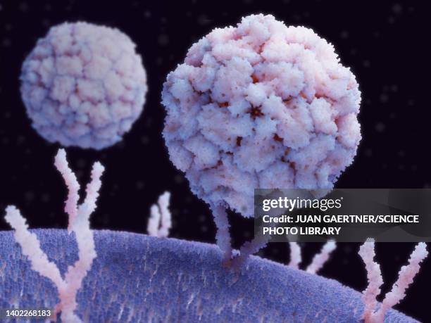 rhinovirus bound to human cell, illustration - cold virus stock illustrations