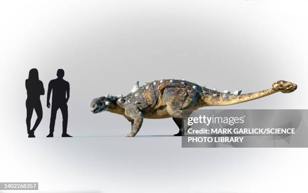 humans compared to euoplocephalus - ankylosaurus stock illustrations