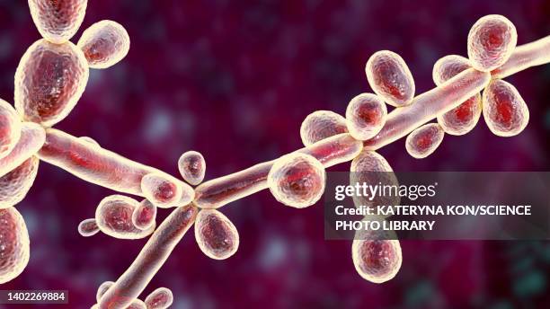 candida tropicalis yeasts, illustration - infectious disease stock illustrations