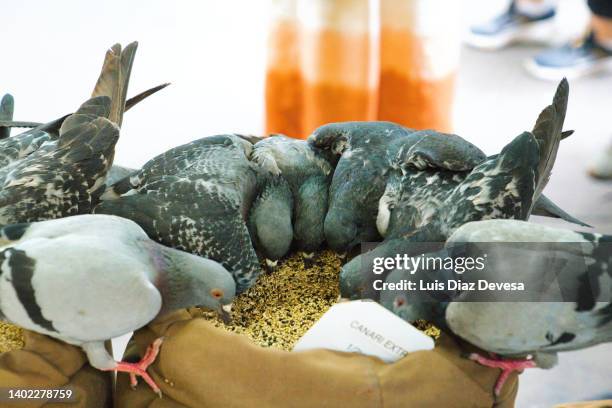pigeons eating bird seed from the canaries - bird seed stockfoto's en -beelden