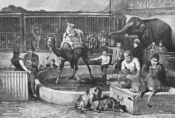 circus: lion riding on a camel - acrobat stock illustrations