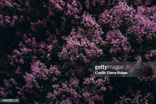lilac bushes in evening garden. - violales stock pictures, royalty-free photos & images