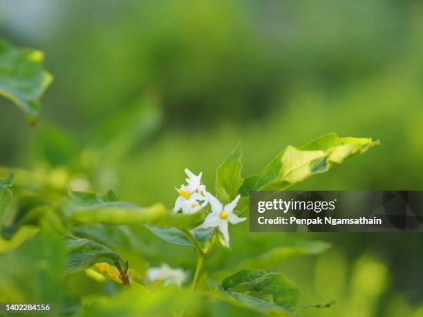 moringa magnoliopsida moringa, white flower vegetable tree blooming in garden nature background - moringa tree stockfoto's en -beelden