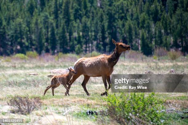 young fawn deer and mother in moraine park - moräne stock-fotos und bilder