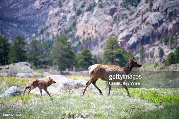 rocky mountain national park, mother and baby deer running - a female deer stockfoto's en -beelden
