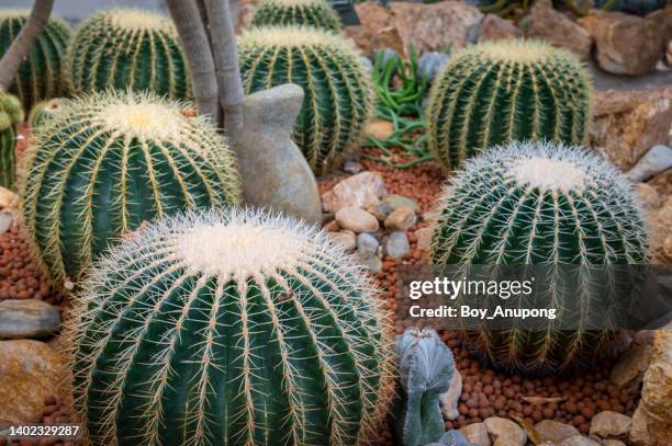 group of golden barrel cactus (echinocactus grusonii) growth and nursery in greenhouse. - golden barrel cactus stock pictures, royalty-free photos & images