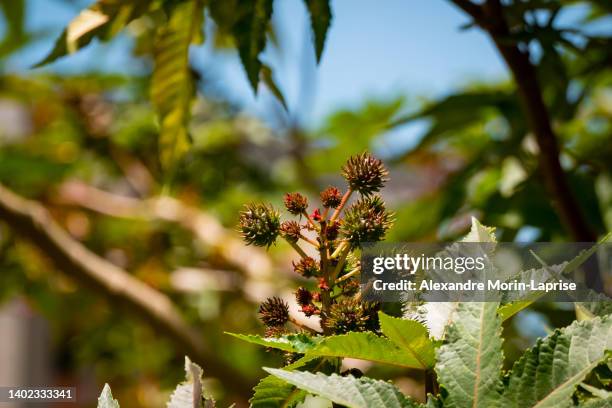 castor bean or castor oil plant (ricinus communis), small flowers in a garden on a sunny day - castor seed oil stock pictures, royalty-free photos & images