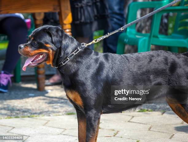 rottweiler dog breed - rottweiler imagens e fotografias de stock