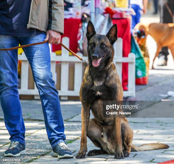 belgian malinois - police dog stock-fotos und bilder