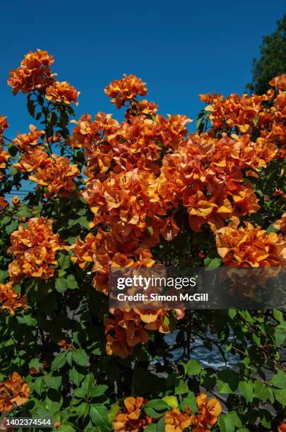 orange bougainvillea in bloom against a clear blue sky - bougainvillea stock pictures, royalty-free photos & images