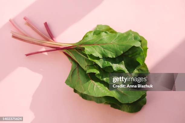 green salad leaves of swiss chard over pink background - blette photos et images de collection