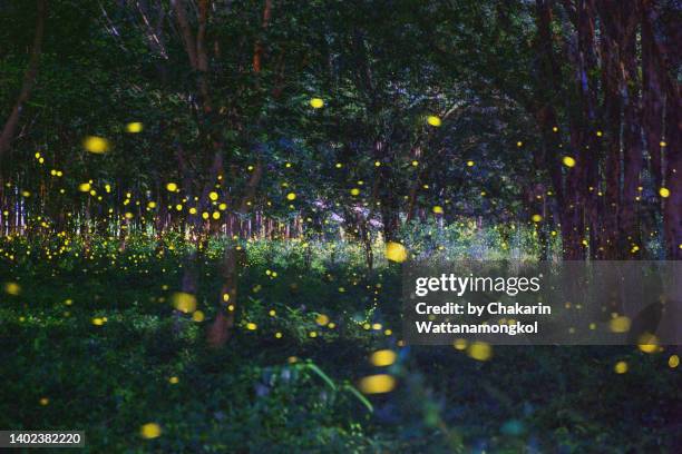 firefly wonderland - prachin buri, thailand. - fee stockfoto's en -beelden