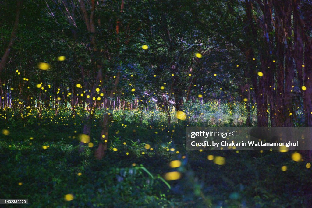 Firefly Wonderland - Prachin Buri, Thailand.