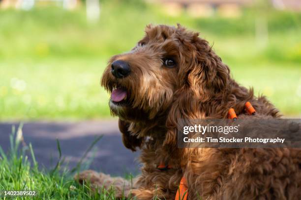 young cockapoo dog sitting in a meadow - brown poodle stockfoto's en -beelden