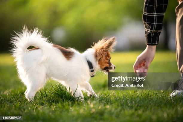 playing with a dog - papillon stock-fotos und bilder