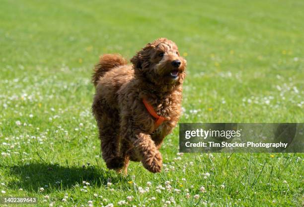 young cockapoo dog running - pure bred dog stock pictures, royalty-free photos & images