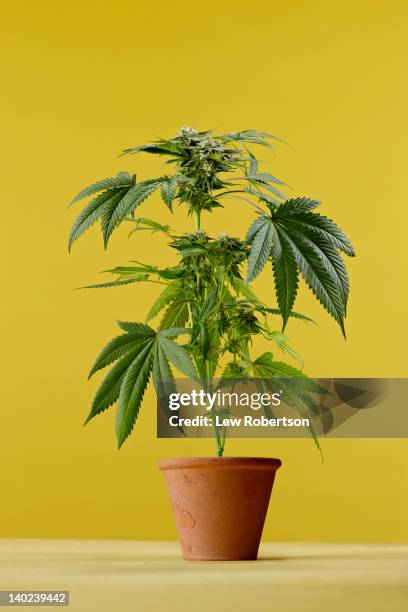 marijuana plant - plant in pot stock pictures, royalty-free photos & images