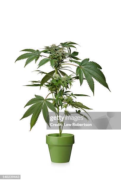 marijuana plant - cannabis plant stock-fotos und bilder