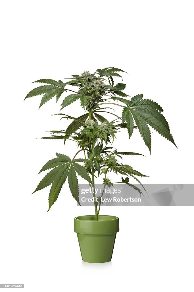 Marijuana plant