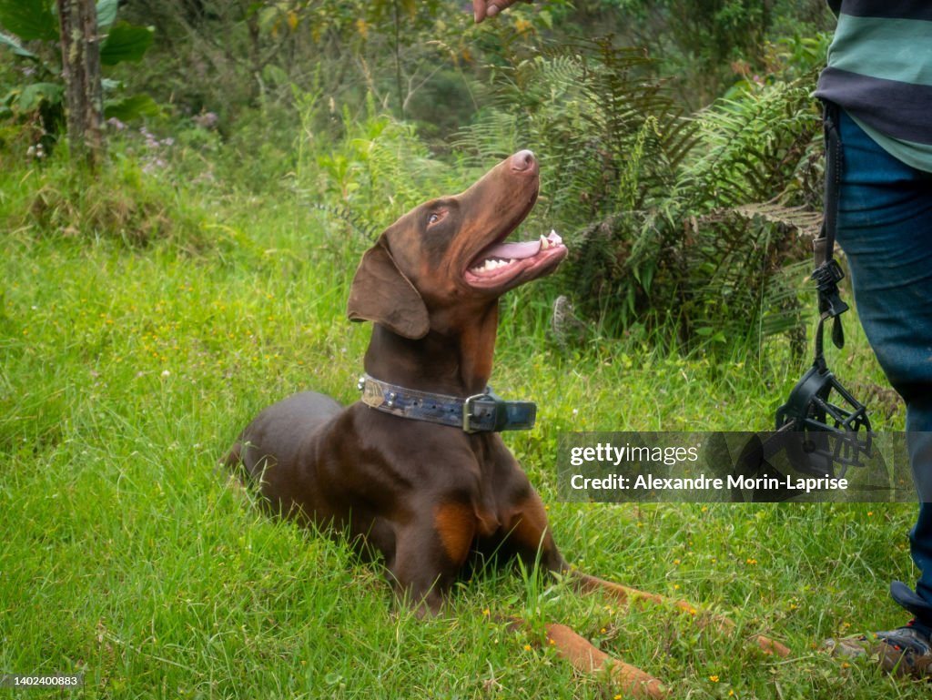 Brown Doberman with his Beautiful Uncropped Ears Facing his Owner's Hand