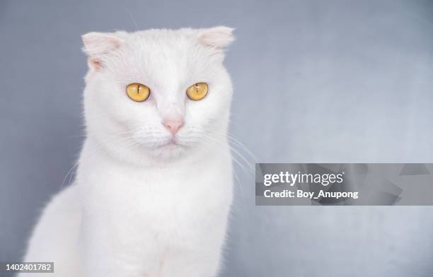 portrait of solid-white scottish fold cat with yellow eyes. - albino animals ストックフォトと画像