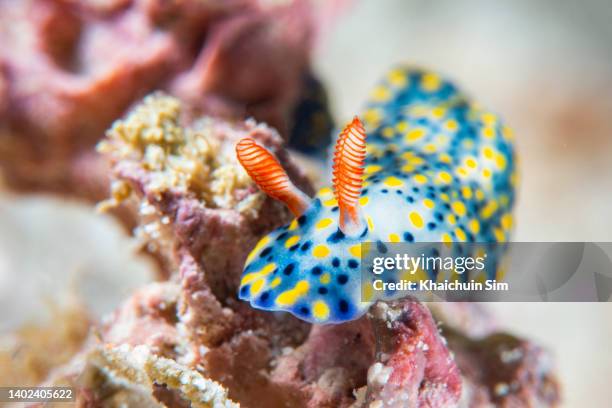 hypselodoris infucata sea slug nudibranch - nudibranch stock pictures, royalty-free photos & images