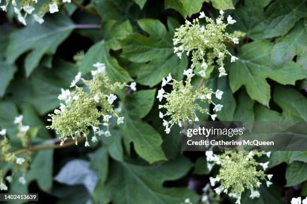 gorgeous oak leaf hydrangea tree blossoms - hydrangea quercifolia stock pictures, royalty-free photos & images