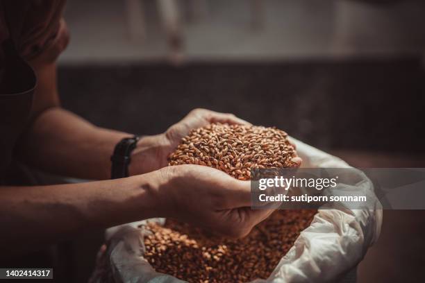 hands holding barley for brewing - cereal box stockfoto's en -beelden