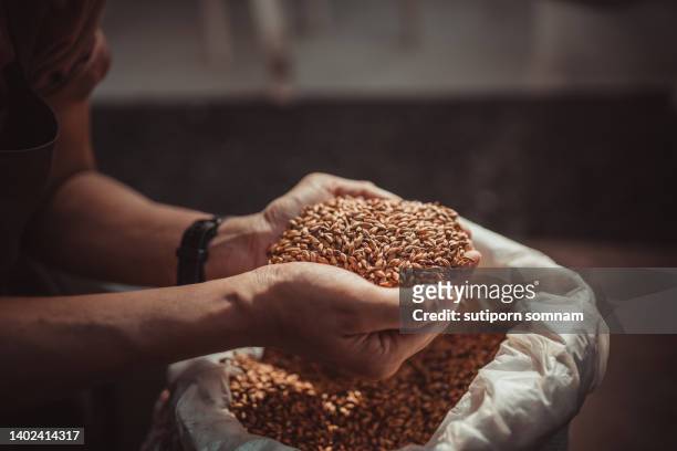 hands holding barley for brewing - cevada imagens e fotografias de stock