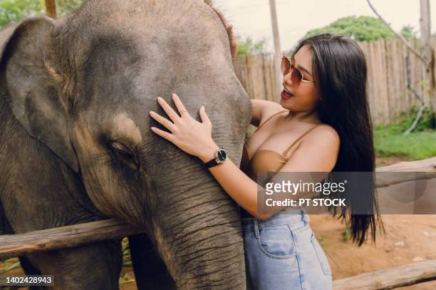 a woman happily hugs and plays with an elephant. - posh people with big teeth stock-fotos und bilder