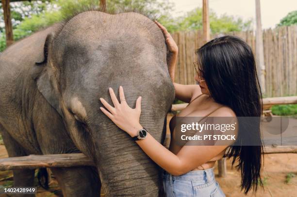 a woman happily hugs and plays with an elephant. - posh people with big teeth stock-fotos und bilder