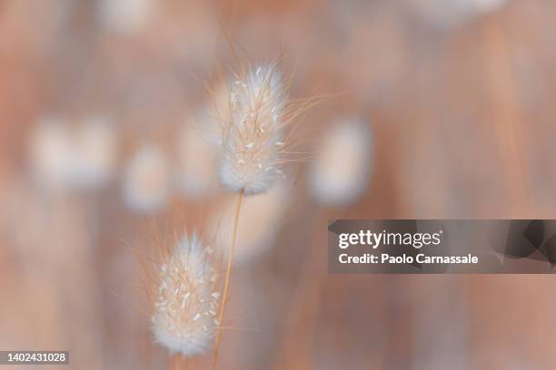 soft focus of lagurus ovatus - flouté photos et images de collection