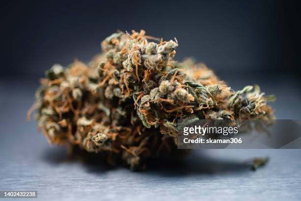 close-up dried marijuana or cannabis indica  with trichomes on marijuana plant - marijuana plant stock-fotos und bilder