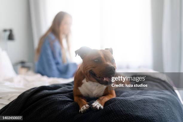 dog in bed with her owner - staffordshire bull terrier stock pictures, royalty-free photos & images
