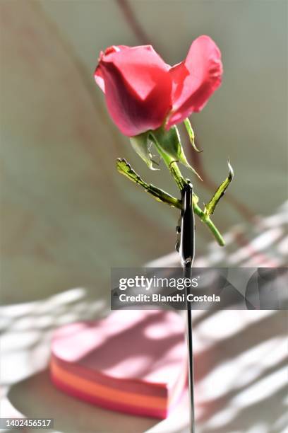 Rose Shaped Photos and Premium High Res Pictures - Getty Images