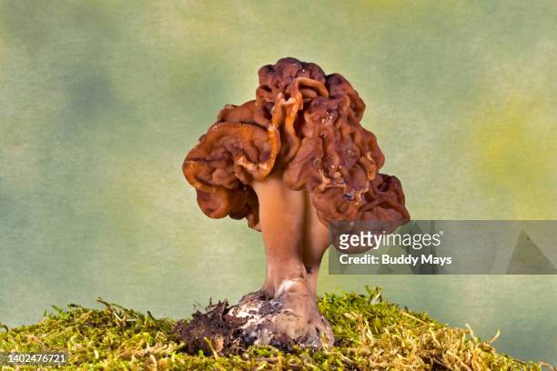 false morel mushroom - morel mushroom stock pictures, royalty-free photos & images