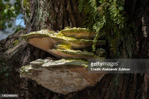 mushroom or chaga on the bark of a tree covered with moss. polypore or tinder on a tree trunk, in the forest on a summer day. - chagas stock-fotos und bilder